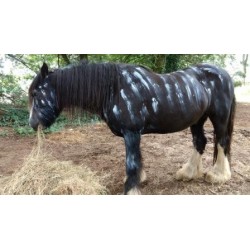 Fly Away Stripes Fly Repellent